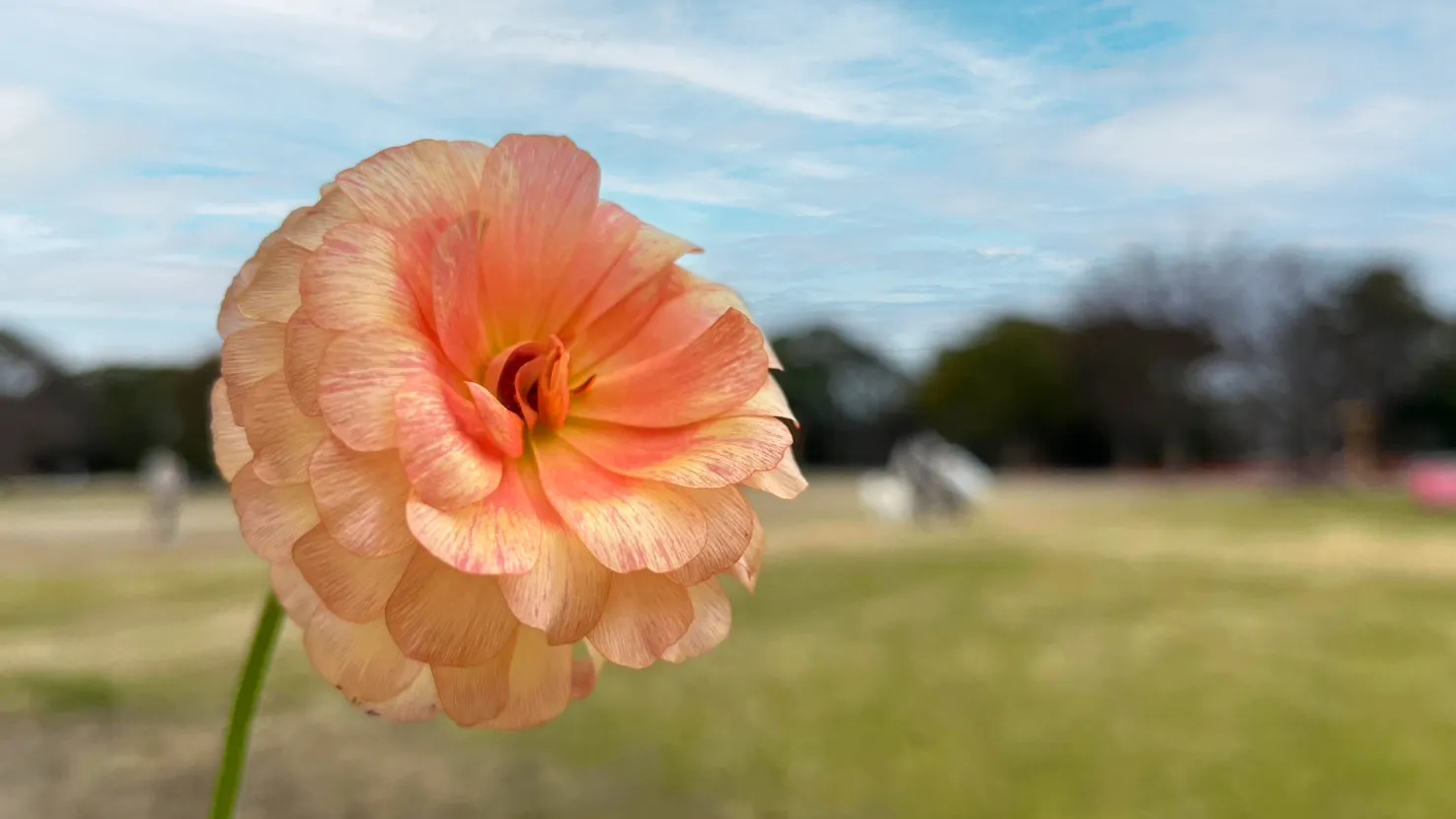 ファーストビュー